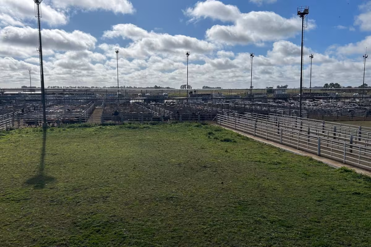 Vacunos: valores con altibajos en el comienzo de la semana en el Mercado Agroganadero de Cañuelas