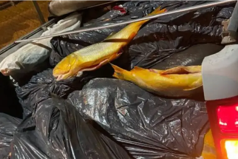 Intentaba transportar casi 500 kilos de pescados de Corrientes a Concordia y le decomisaron la carga