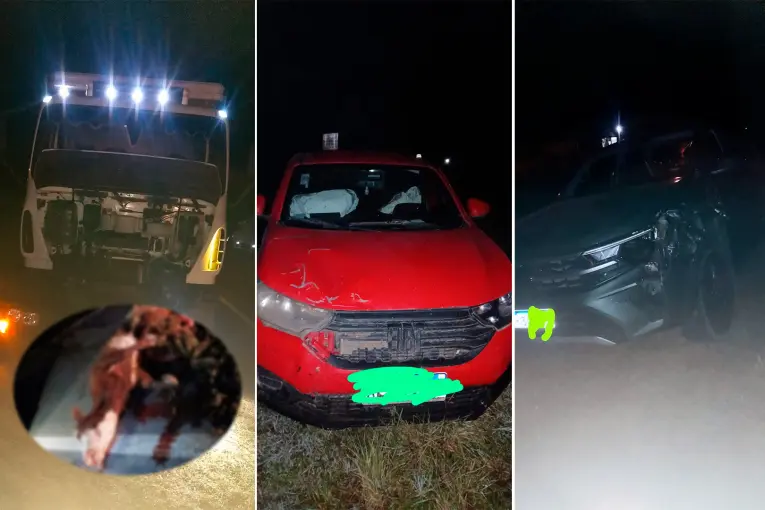 Un camión y dos camionetas chocaron contra un vacuno que cruzaba la ruta