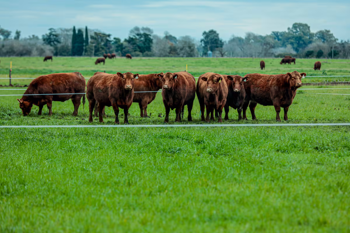El exitoso acelerador de un productor para multiplicar la capacidad reproductiva de las vacas