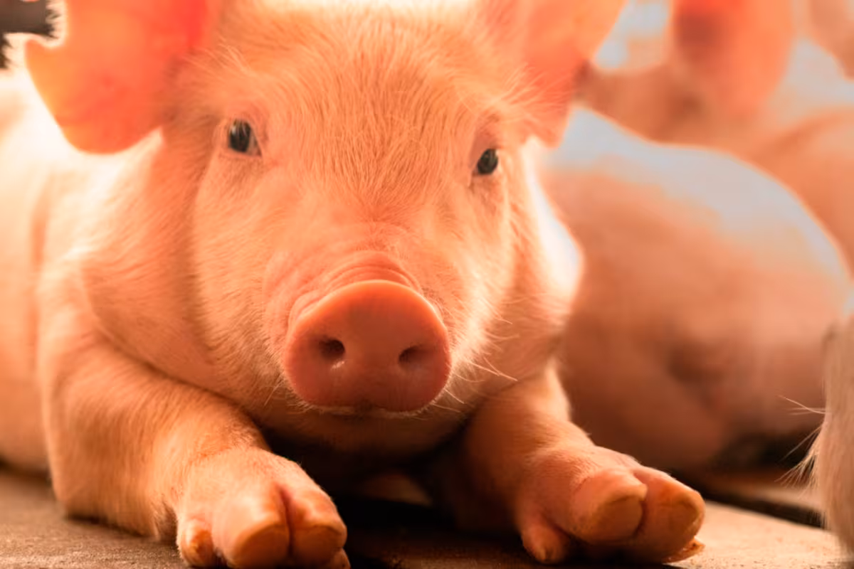 “Protagonista indiscutida”: con un boom, la carne de cerdo argentina proyecta exportar 20.000 toneladas al mundo