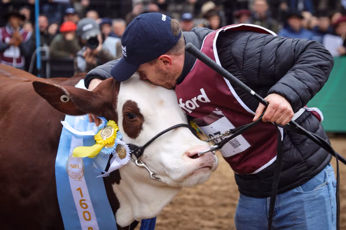 “Sorpresa” dio el batacazo: una vaca con cría hizo honor a su nombre y conquistó el máximo premio de Braford en Palermo