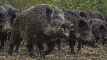 “Invasión biológica”: alarma en el campo por una plaga silenciosa introducida al país que causa estragos millonarios