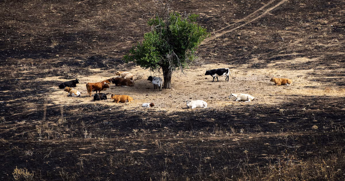 Incendios sin control en España: el fuego ya arrasó 175 mil hectáreas y amenaza zonas urbanasEspecialista de WWF España explicó en Infobae en Vivo por qué el país atraviesa una temporada histórica de incendios, con miles de evacuados, víctimas fatales y un escenario que podría agravarse durante agosto