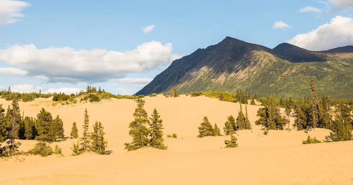 Carcross Desert, el desierto más pequeño del mundo que atrae a los turistasSu paisaje arenoso se forma por el efecto generado por montañas cercanas, que altera la precipitación anual y crea un contraste llamativo con zonas próximas del mismo territorio canadiense