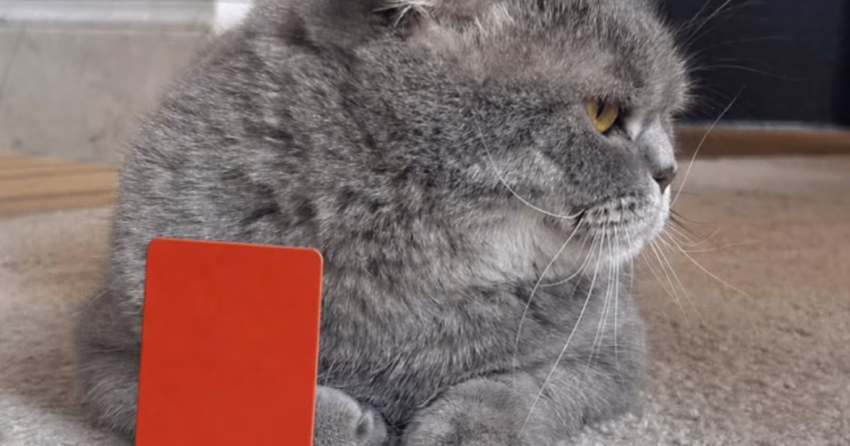 El gobierno de Bélgica reacciona con ironía a la polémica por Balogun: las “declaraciones” de su gato MaximusEl primer ministro Bart De Wever derivó las consultas de la prensa a la cuenta de Instagram de su mascota, un felino con más de 200 mil seguidores que ironizó sobre la medida de la FIFA que le permitirá al goleador de EEUU jugar en los octavos de final del Mundial