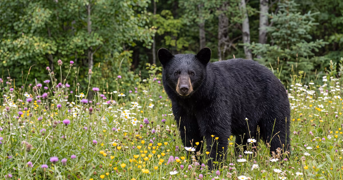 Las 8 especies de osos que existen en el mundo y qué las hace completamente distintas entre síDesde el oso polar, que puede superar los 1.000 kilos, hasta el diminuto oso malayo, cada especie desarrolló adaptaciones únicas según su clima, hábitat y disponibilidad de alimento a lo largo del tiempo