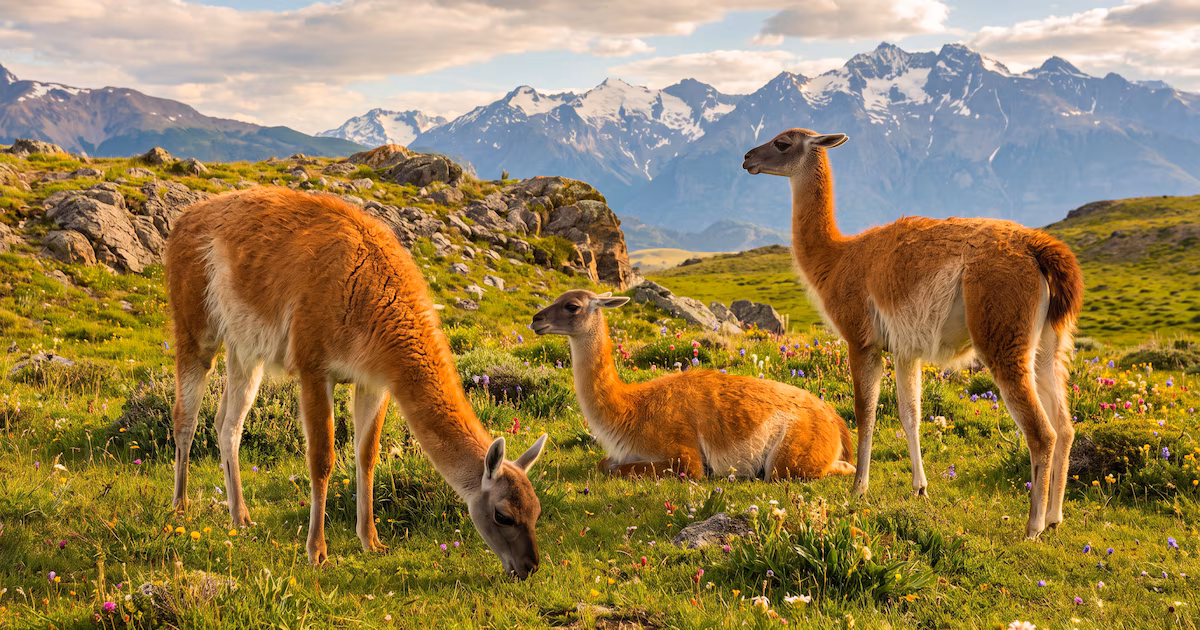 Fue domesticado hace 6.500 años y aún es la columna vertebral del ecosistema patagónico: la historia del guanacoCon más de un millón de ejemplares en estado silvestre, migraciones de 150 kilómetros entre estaciones y millones de años moldeando el sur de Sudamérica, este camélido regenera pastizales, sostiene especies carroñeras y ayuda a almacenar carbono en el suelo