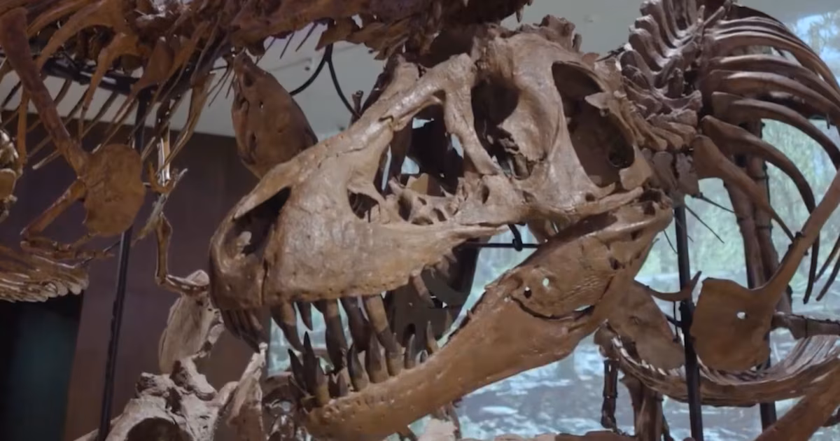 Un museo colosal en tiempo récord: así se construyó el Natural History Museum de Abu DabiFósiles traídos de distintos continentes, tecnología de vanguardia y una gestión sin precedentes confluyen en una apuesta que redefine el panorama científico y turístico de Oriente Medio