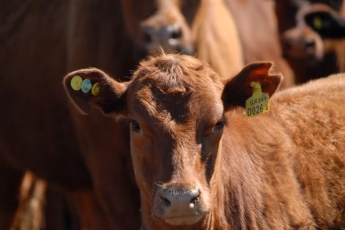 Ganadería inteligente: una de las mayores agroexportadoras llegó con una fuerte apuesta a la Rural