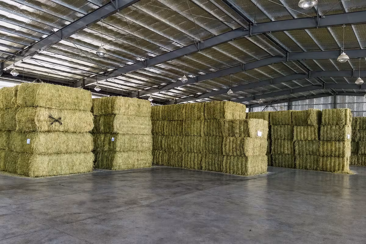 Nuevo “oro verde”: se exportaron casi 170.000 toneladas de un cultivo muy demandado en Medio Oriente y Asia