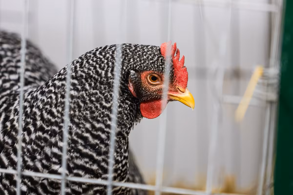 La Rural: volvieron las aves, una raza bovina celebra con todo y las camionetas chinas se asoman con fuerza