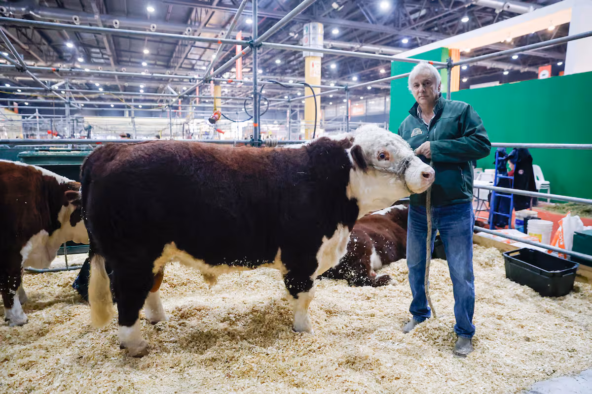 El otro Mundial: en Palermo juegan los mejores toros y vacas del país con los DT de lujo