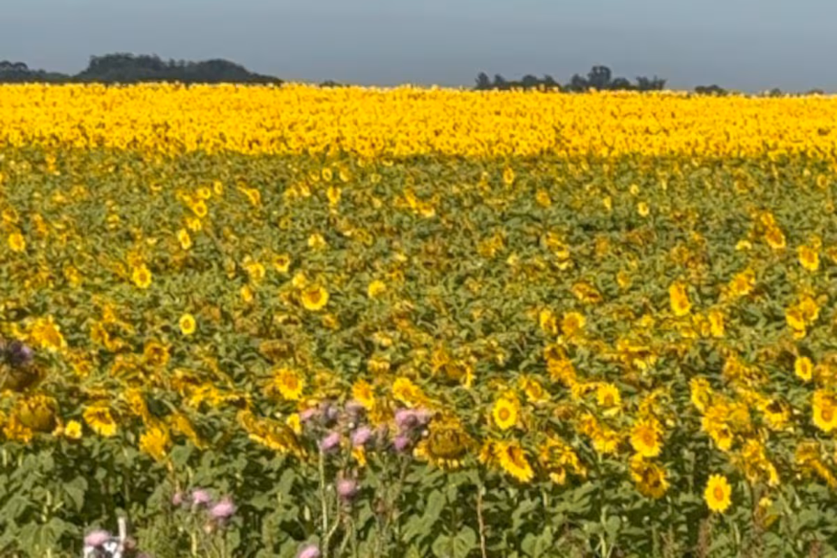 “Un nuevo récord histórico”: proyectan una siembra de 3 millones de hectáreas de un cultivo que es un boom