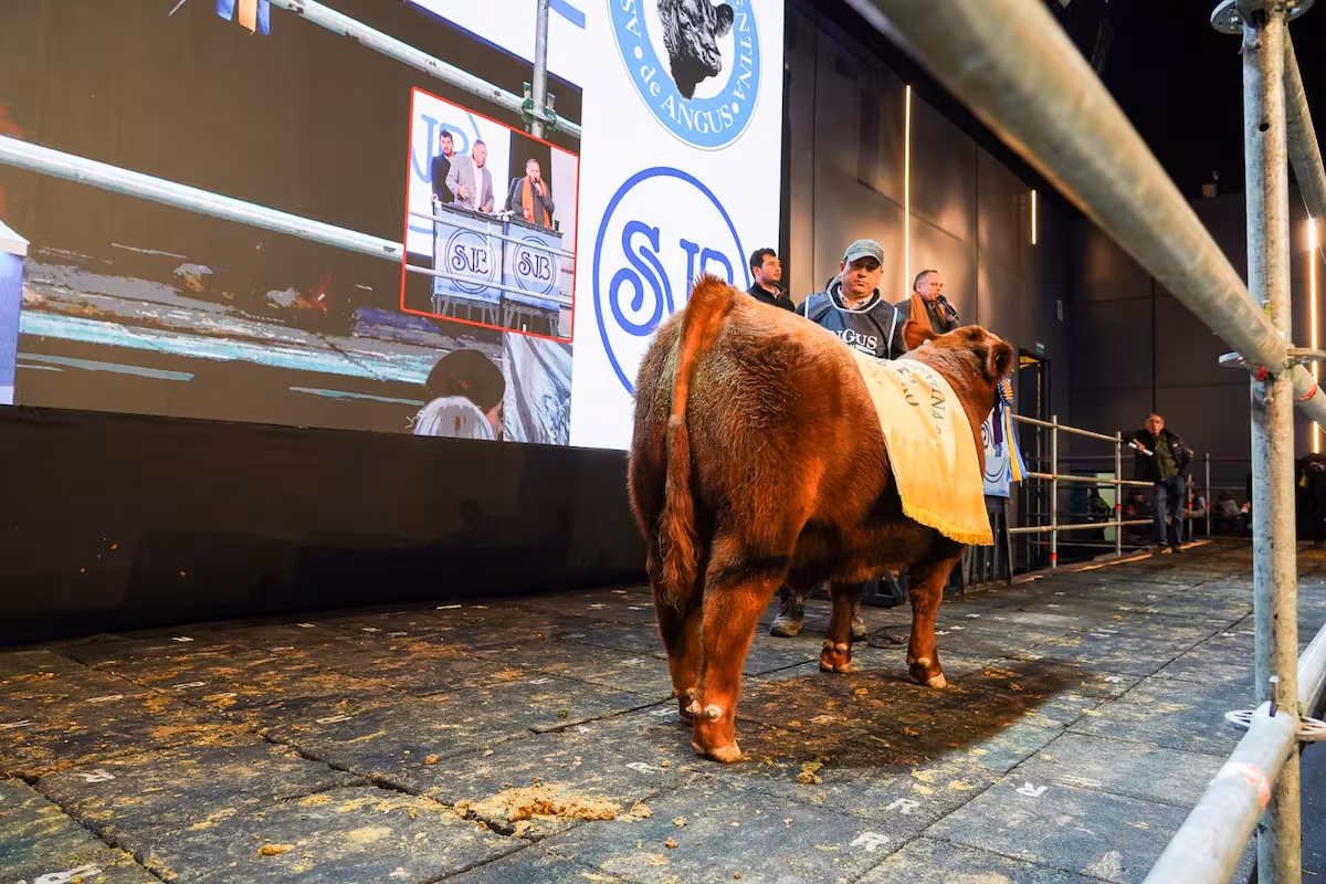 Remate: pagaron $81 millones por el 50% de un ternero colorado Angus de la Patagonia