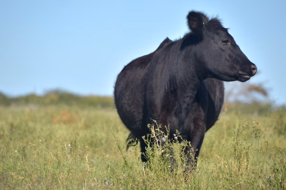 Medida: el Gobierno creó un sistema nacional obligatorio para seguir cada producto veterinario desde su origen hasta el usuario final
