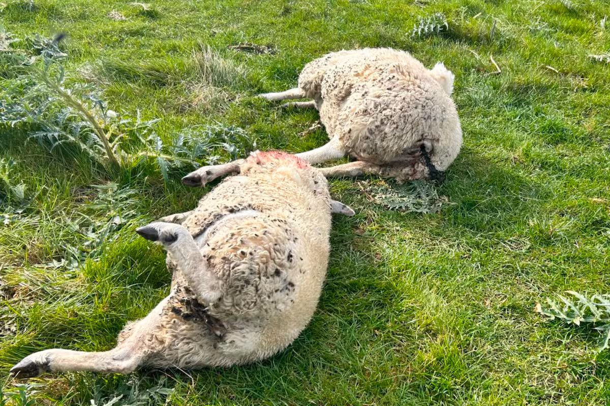 Mataron a tiros a siete ovejas en un campo bonaerense y denuncian el avance de los cazadores furtivos