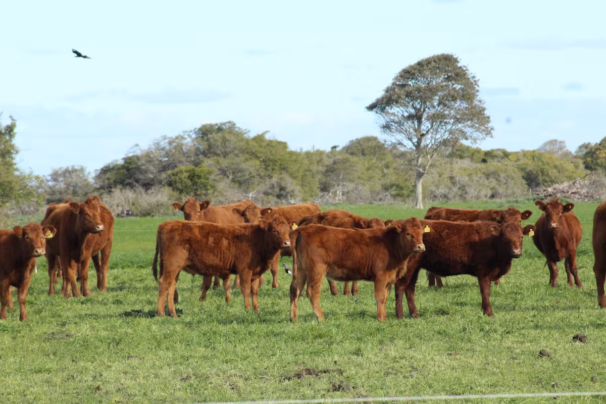 “Quieren un Senasa paralelo”: revuelo en La Pampa por un polémico proyecto de ley que beneficiaría a un colegio veterinario