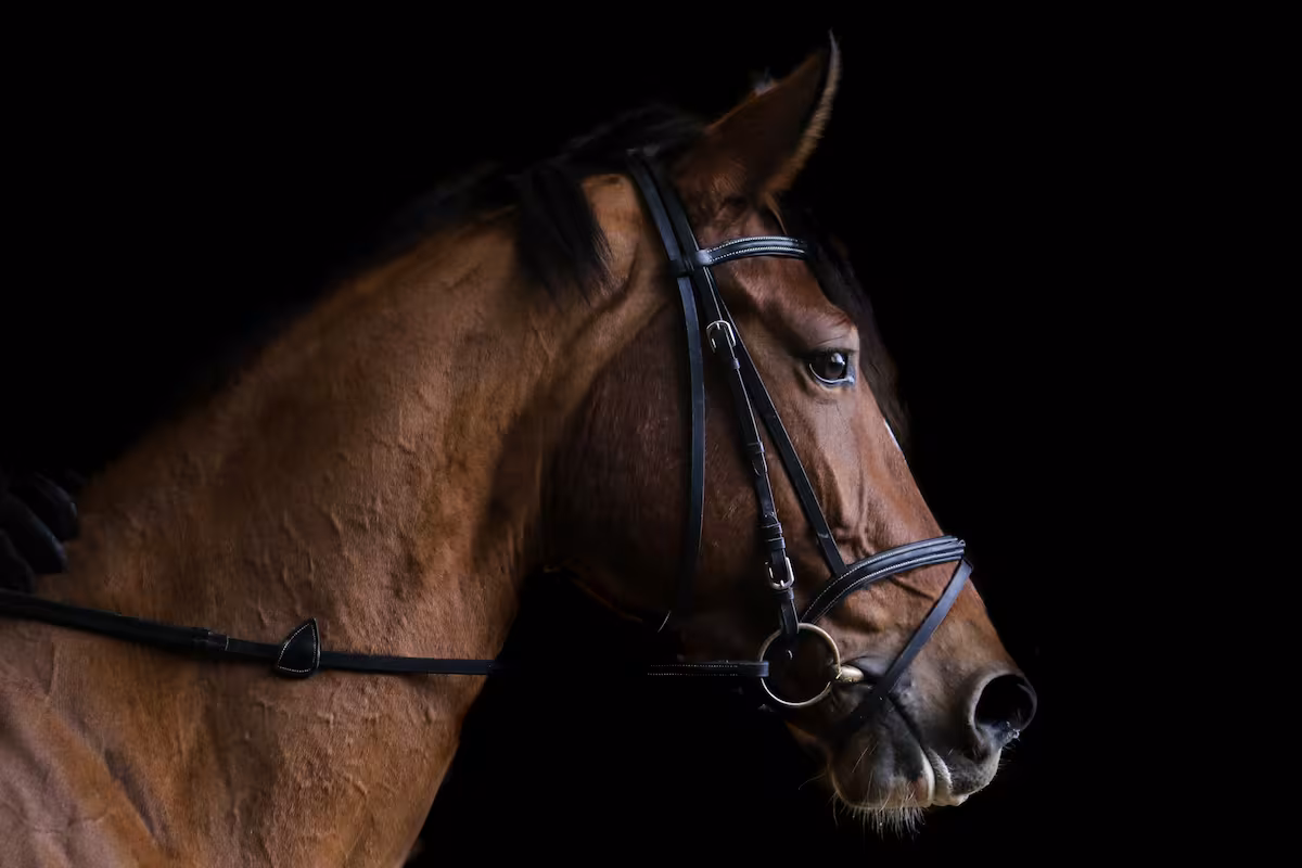Caballos deportivos: un sistema de trazabilidad de medicamentos veterinarios abrió un conflicto con la industria equina