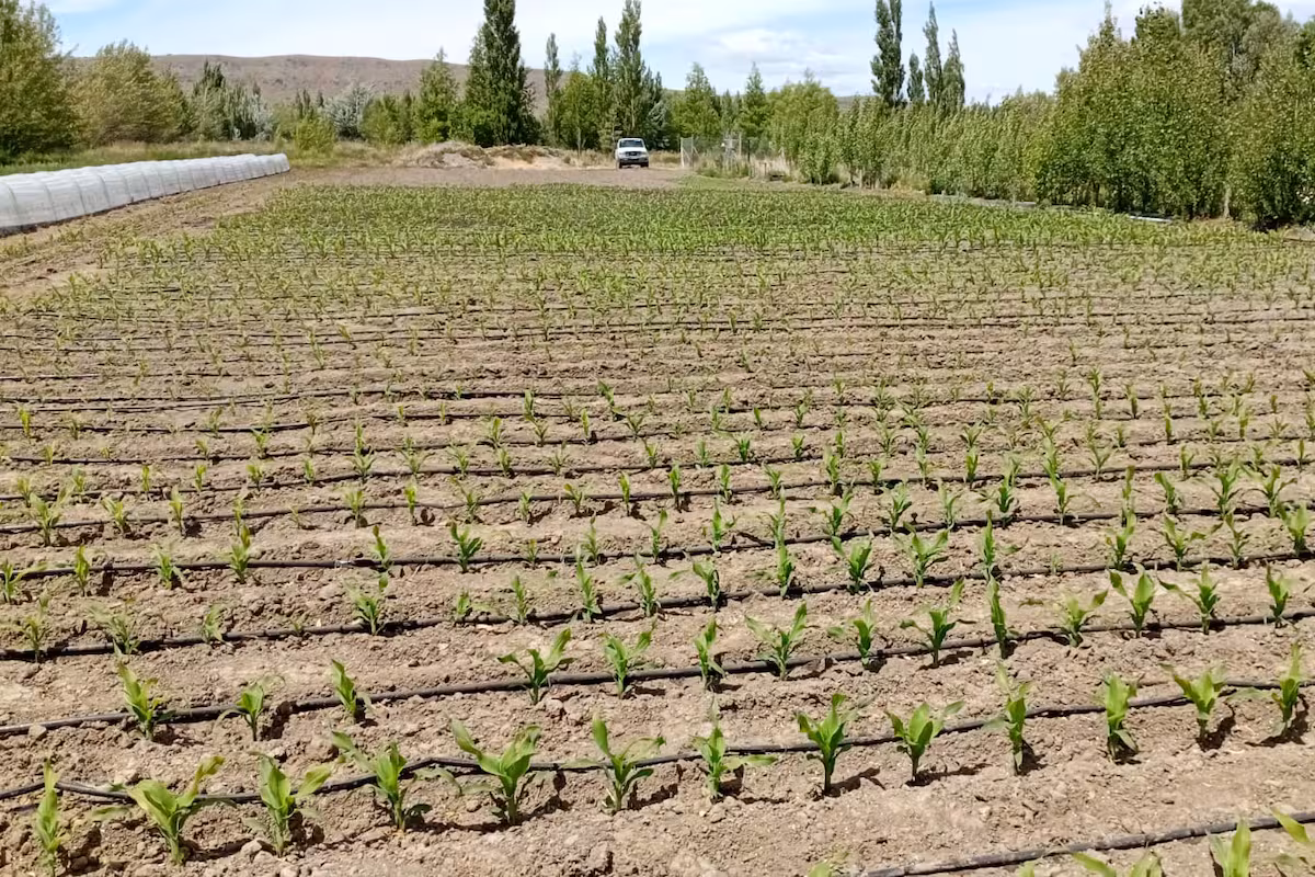 Investigación alentadora: probaron un “cultivo estratégico” en una de las zonas más frías y el resultado fue sorprendente