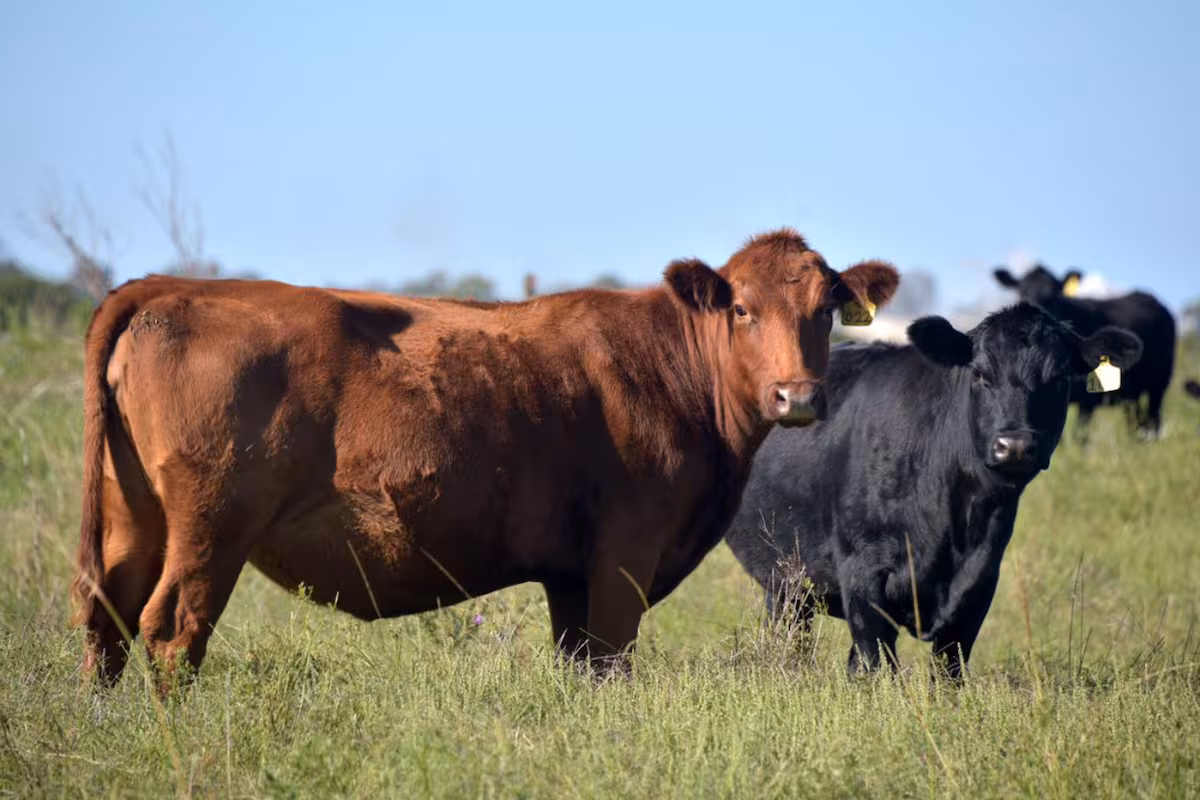 Valor producto: lanzaron una línea de créditos para alta genética ganadera con los beneficios del RIMI