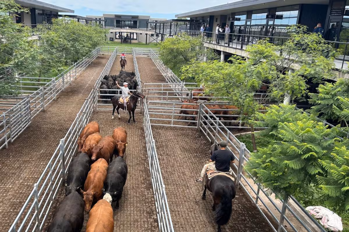 Vacunos: comenzó la semana con subas en el Mercado Agroganadero de Cañuelas