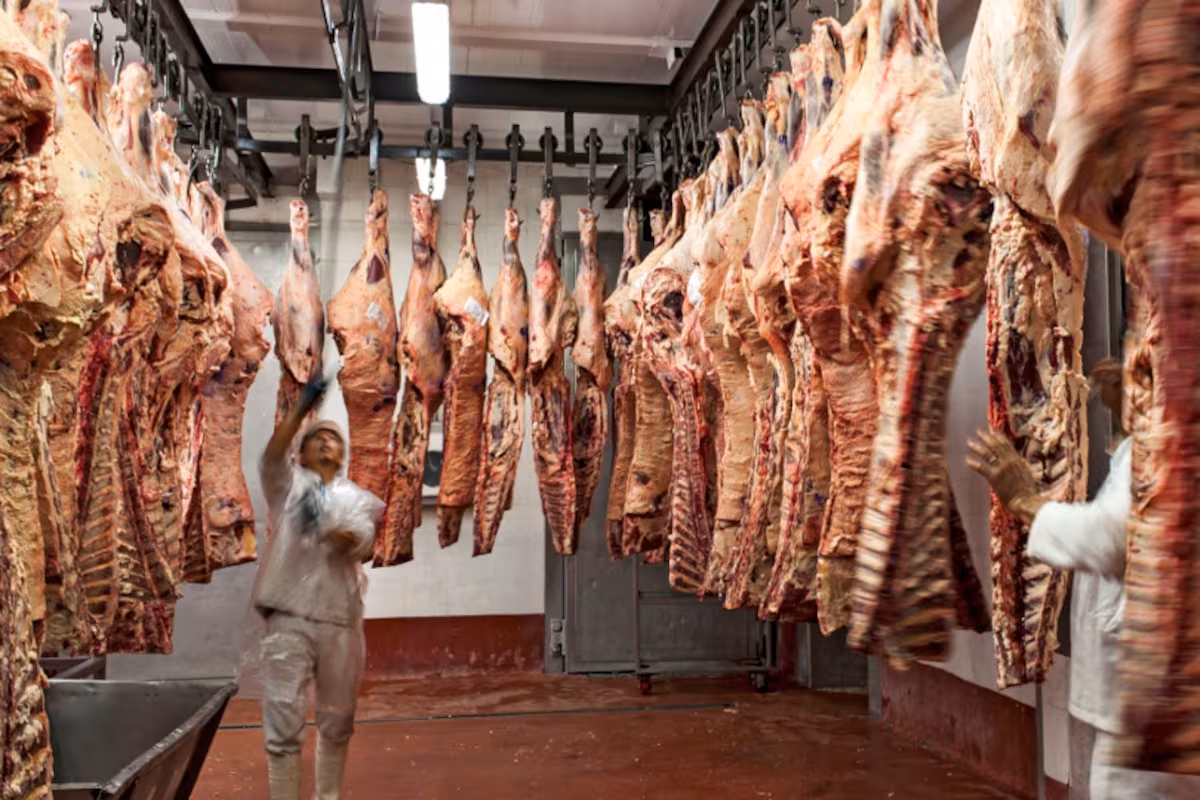 Producción de carne: llegan animales cada vez más pesados a faena y un indicador tocó un nivel récord