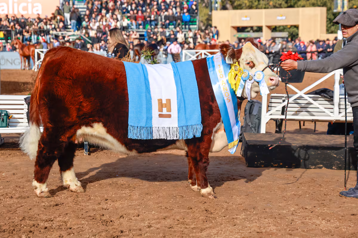 “Le hacen muy bien a la raza”: Hereford eligió a su Gran Campeón Hembra entre una destacada fila de ejemplares