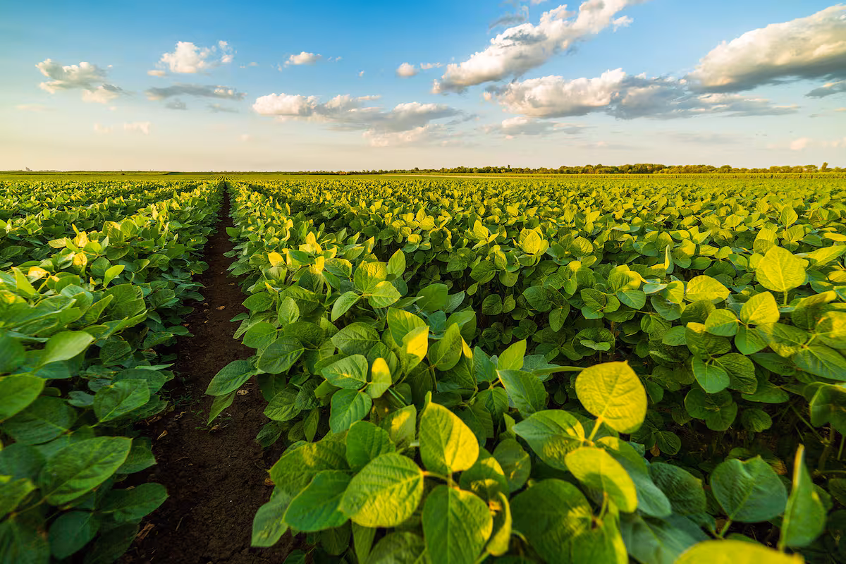 Un nuevo negocio millonario: preocupación en el campo por la falta de una ley nacional que regule el mercado de carbono