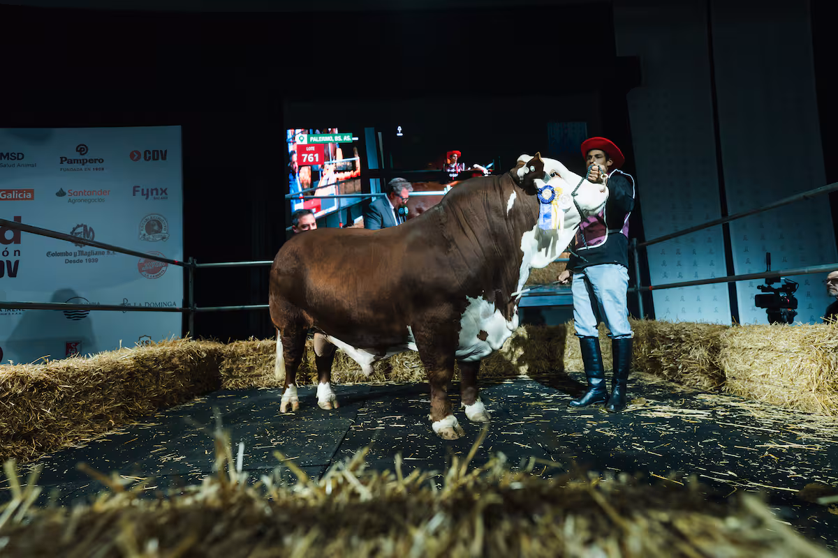 “Noche Braford”: buenos precios en la venta de la raza en la Exposición Rural de Palermo