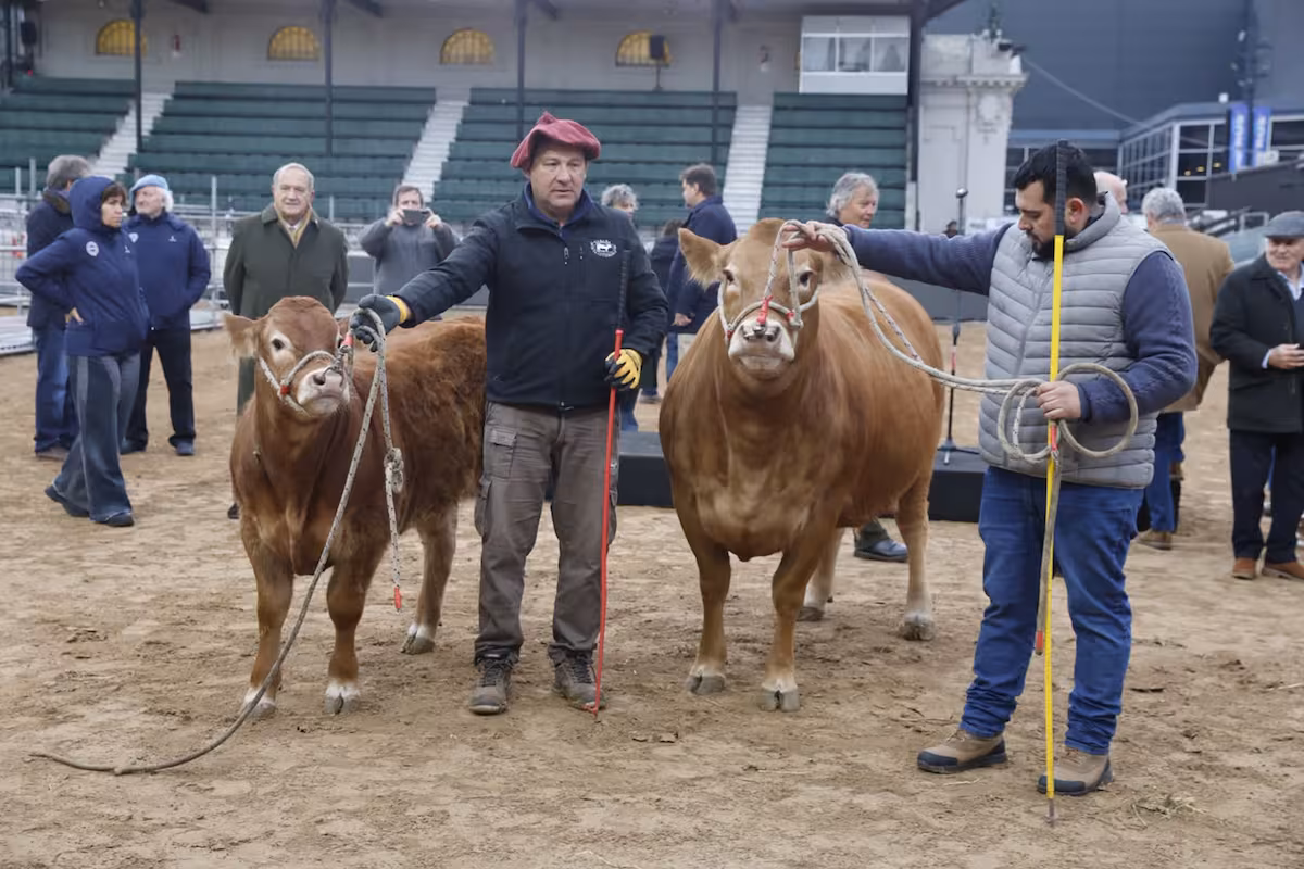 El carnero Tim Payne y la vaca Tini Tini, que nació en el barrio de Palermo, fueron los primeros animales en llegar a la  Exposición Rural