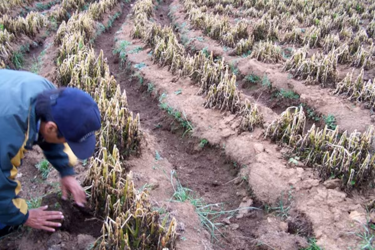 Duro golpe: diez heladas consecutivas le dieron un nocaut a una región productiva