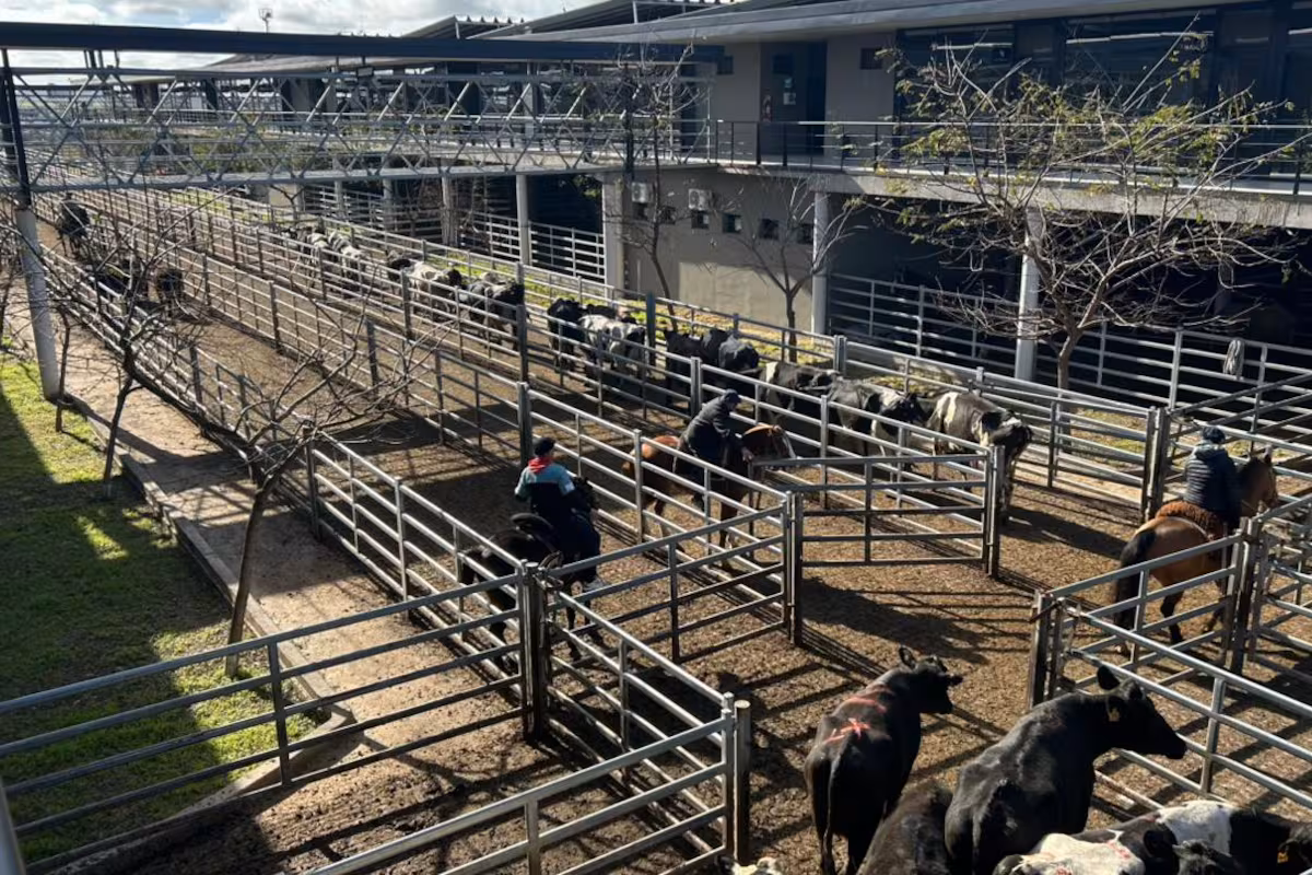 Vacunos: cierre de semana en positivo en el Mercado Agroganadero de Cañuelas