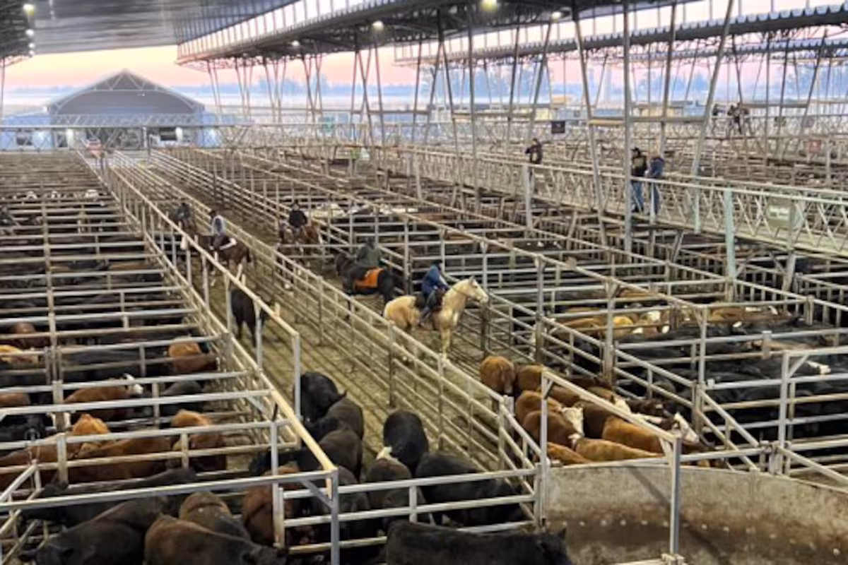 Vacunos: cierre de semana con menor oferta y altibajos de valores en el Mercado Agroganadero de Cañuelas