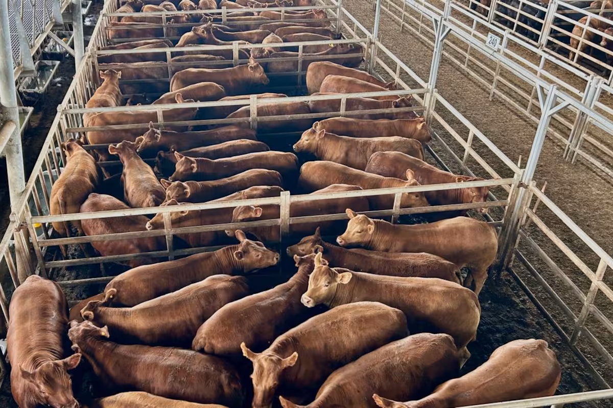 Vacunos: cierre de semana en positivo en el Mercado Agroganadero de Cañuelas