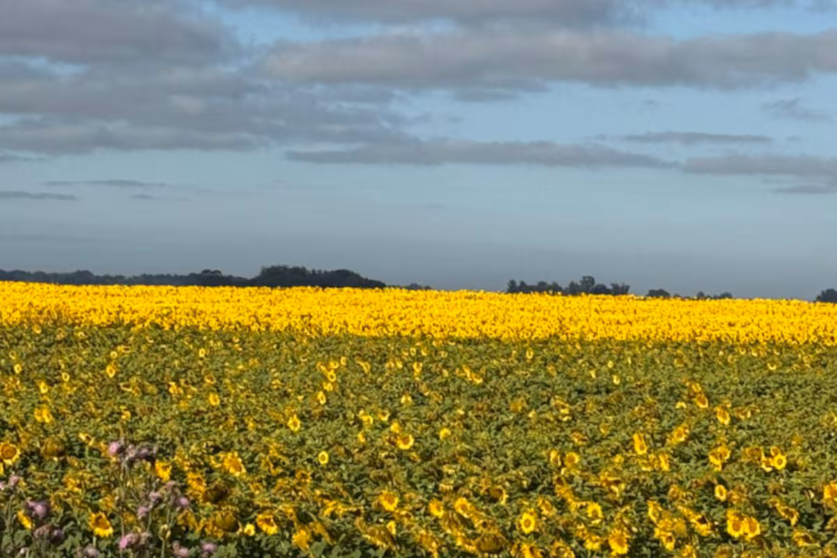 Muchos productores seguirán apostando al girasol en 2026