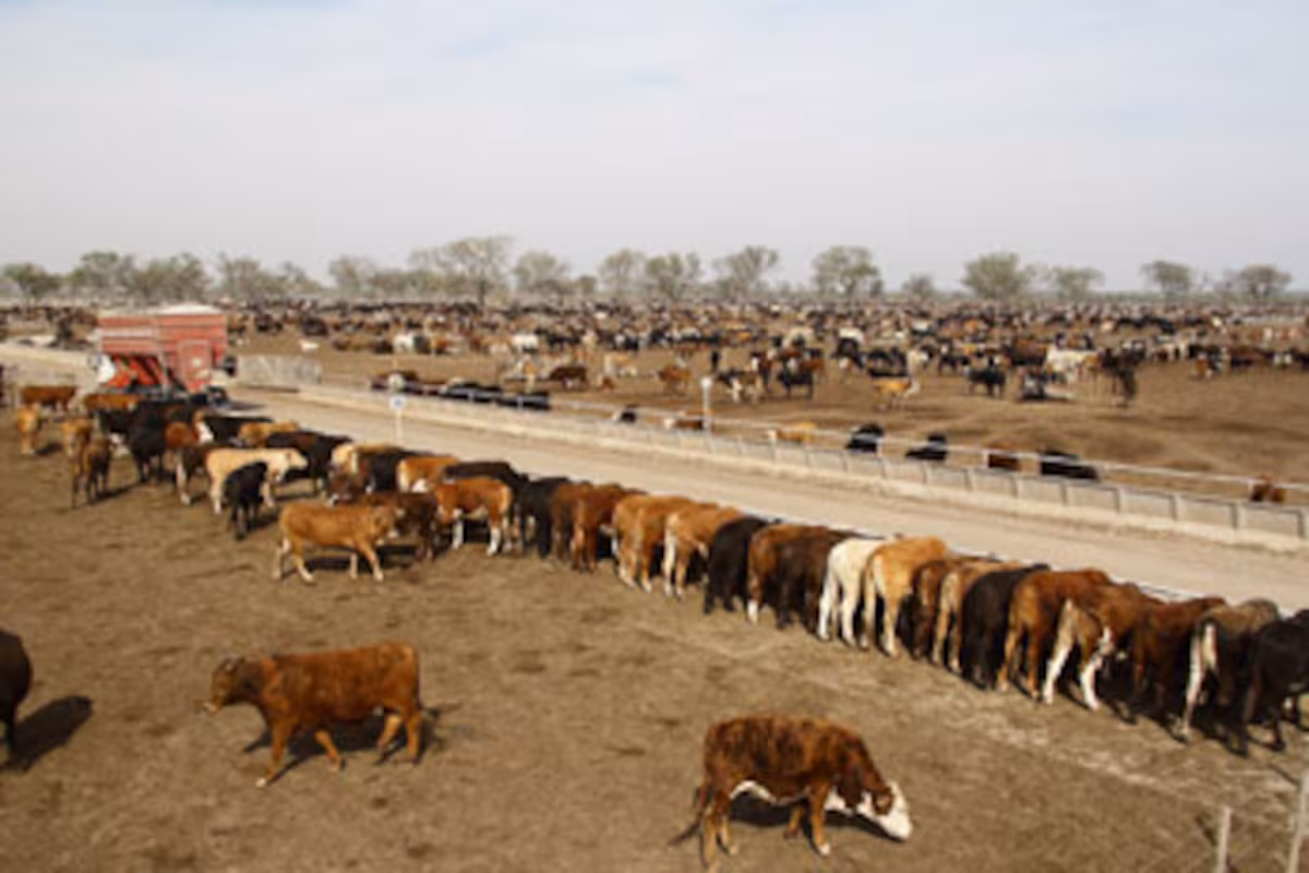 La Nueva Vicentin reactivó un megafeedlot e impulsa al frigorífico Friar con $4270 millones
