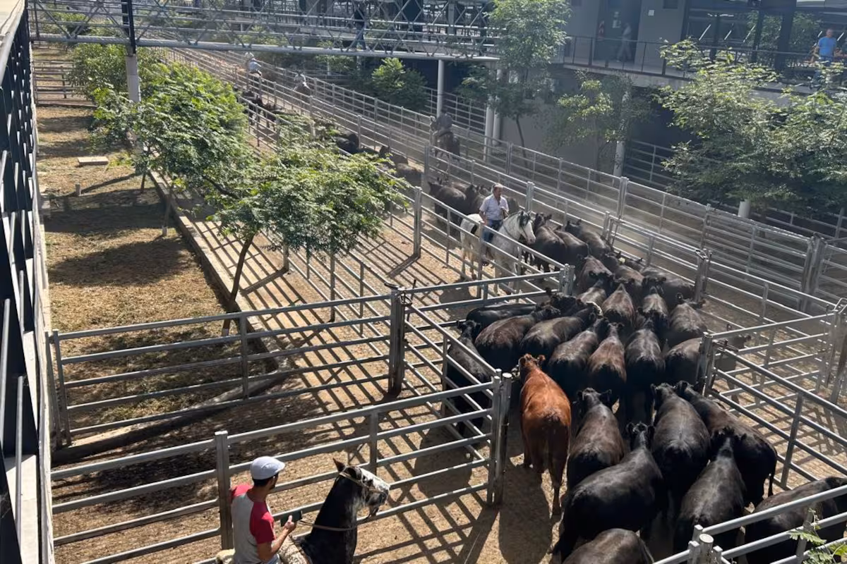 Vacunos: comenzó la semana con alzas en el Mercado Agroganadero de Cañuelas
