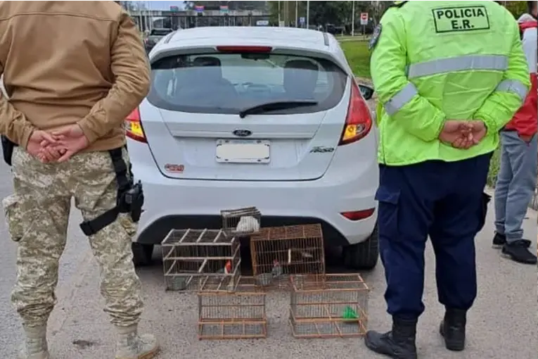 Frustraron el tráfico ilegal de cardenales en un control en el Túnel Subfluvial
