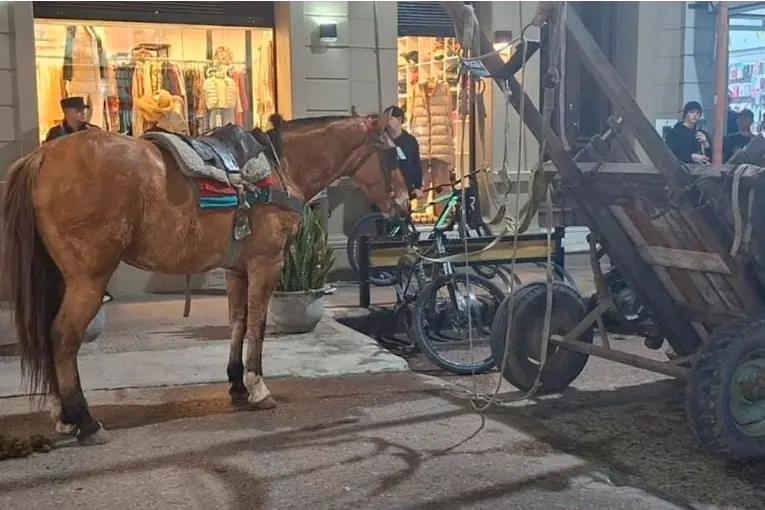 Robaron el caballo que había sido rescatado tras denuncia por maltrato animal