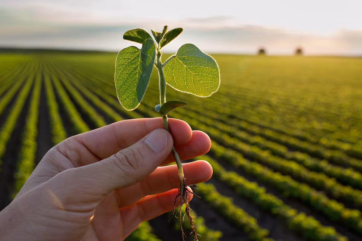 Calculó cuánto gana un productor de soja en una hectárea y cuánto el Estado y concluyó que el fisco se lleva 17 veces más