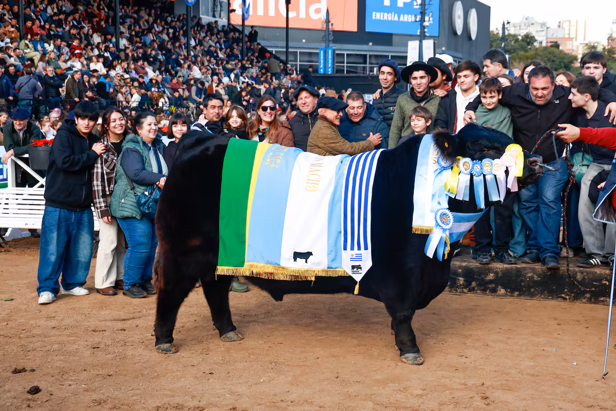 “Un gran padre”: Rip, el toro Angus inspirado en la serie Yellowstone, fue elegido Gran Campeón Macho en Palermo