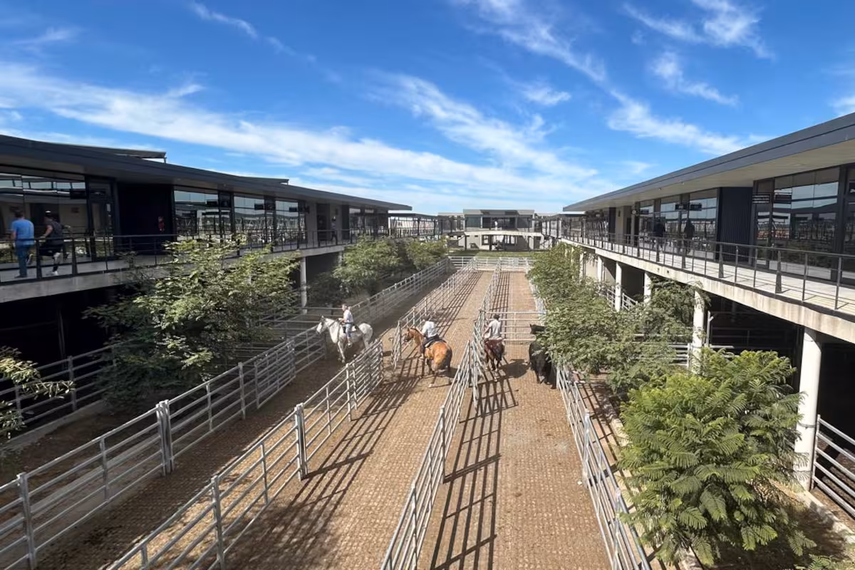 Vacunos: demanda tranquila y precios en baja en el Mercado Agroganadero de Cañuelas