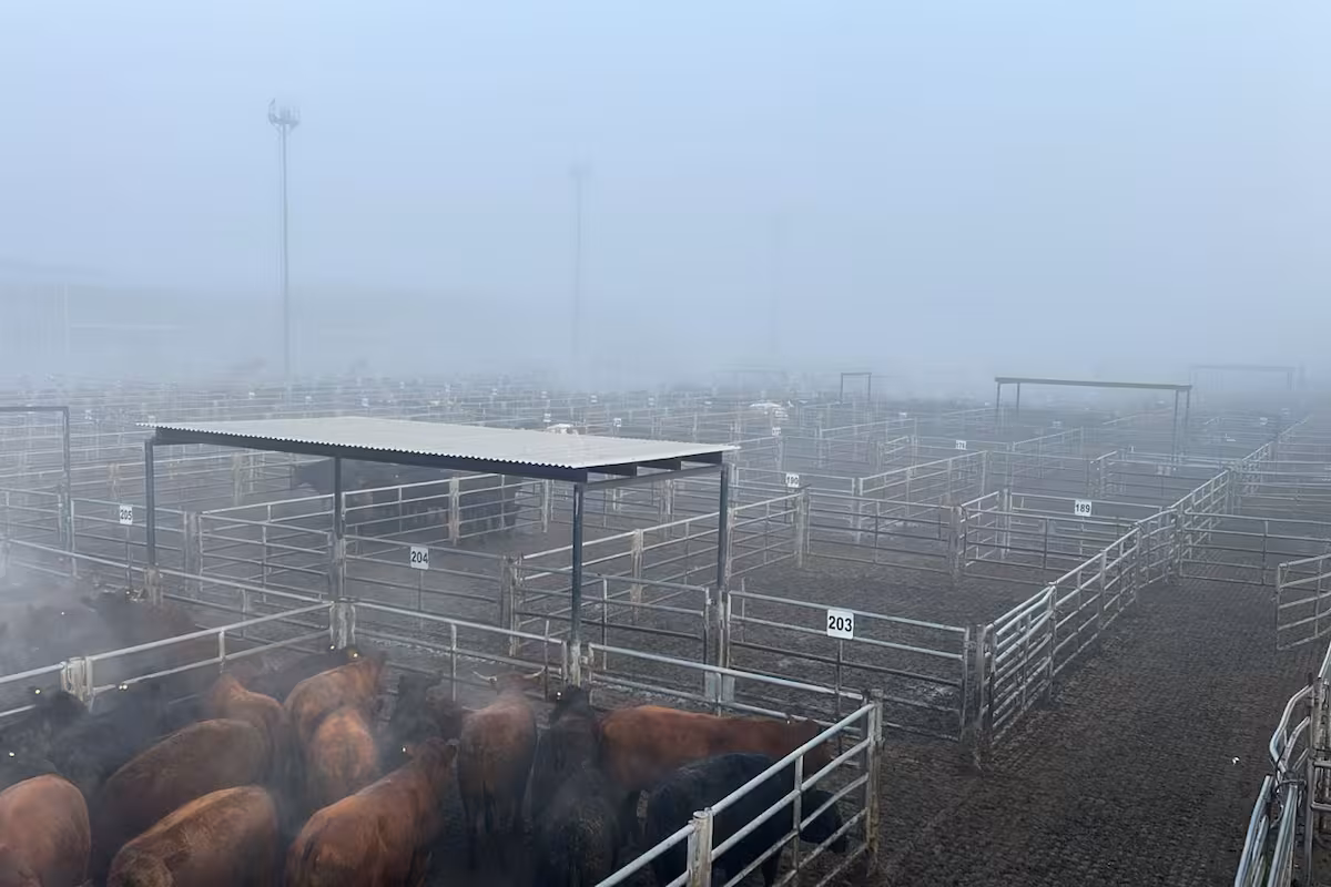 Vacunos: demanda selectiva y precios en baja en el Mercado Agroganadero de Cañuelas