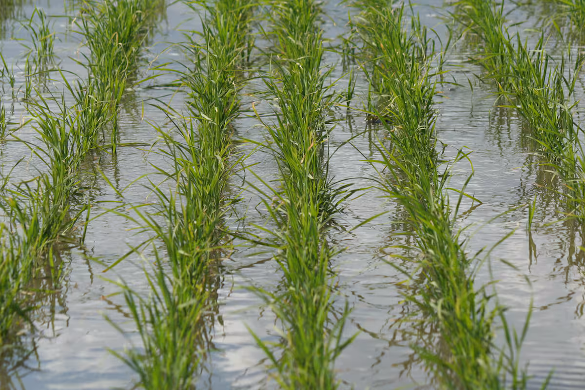 Momento crítico: por la falta de rentabilidad y el temor a El Niño prevén una caída de hasta 20% en la siembra de arroz
