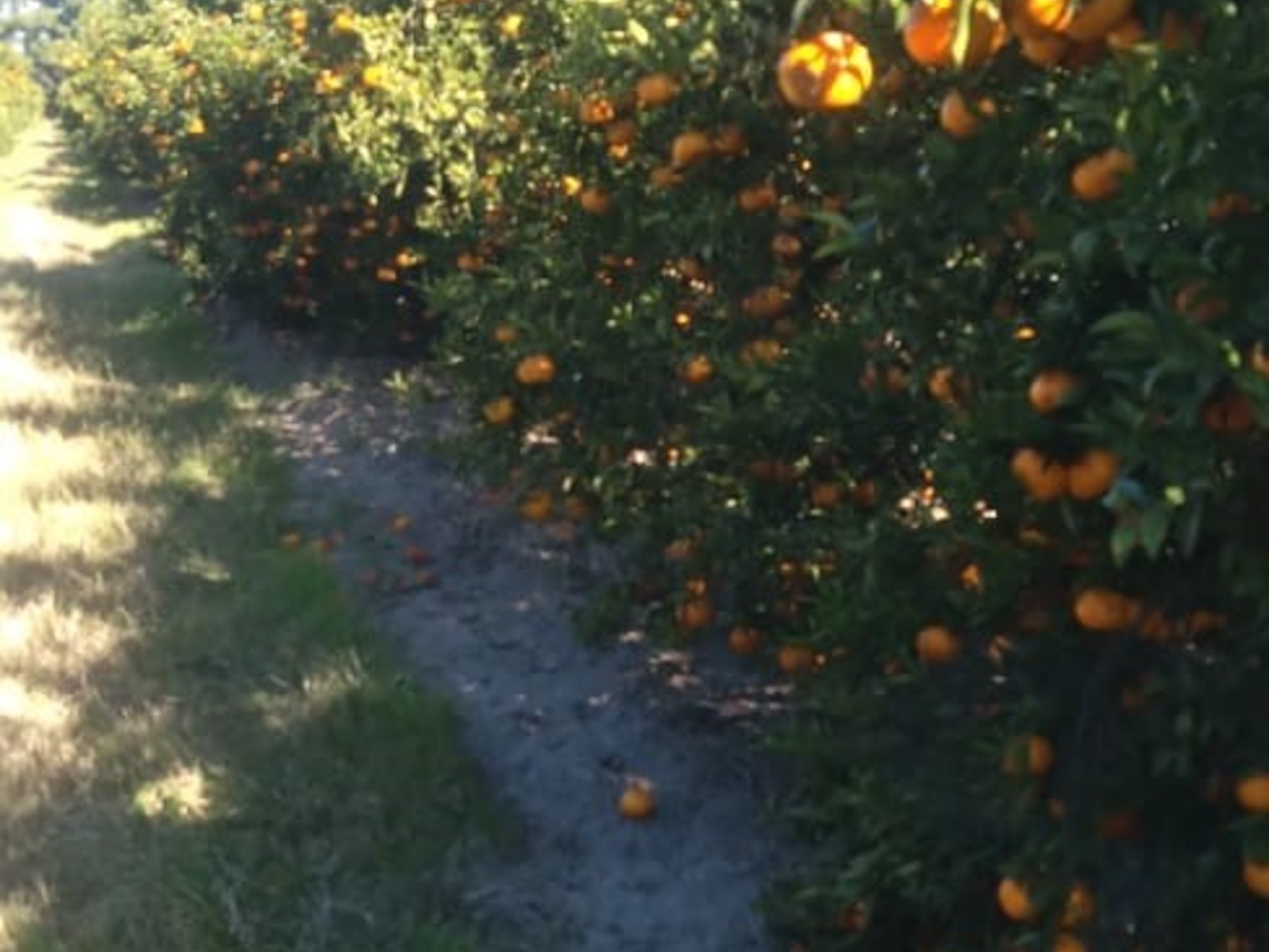“No conviene cosechar”: la drástica decisión de los productores de una de las frutas más consumidas por los bajos precios