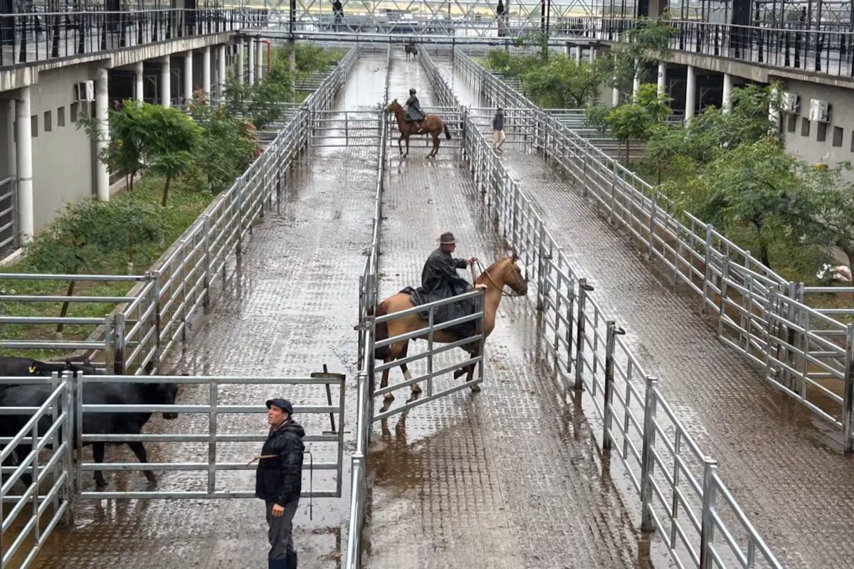 Comenzó la semana con subas en el Mercado Agroganadero de Cañuelas