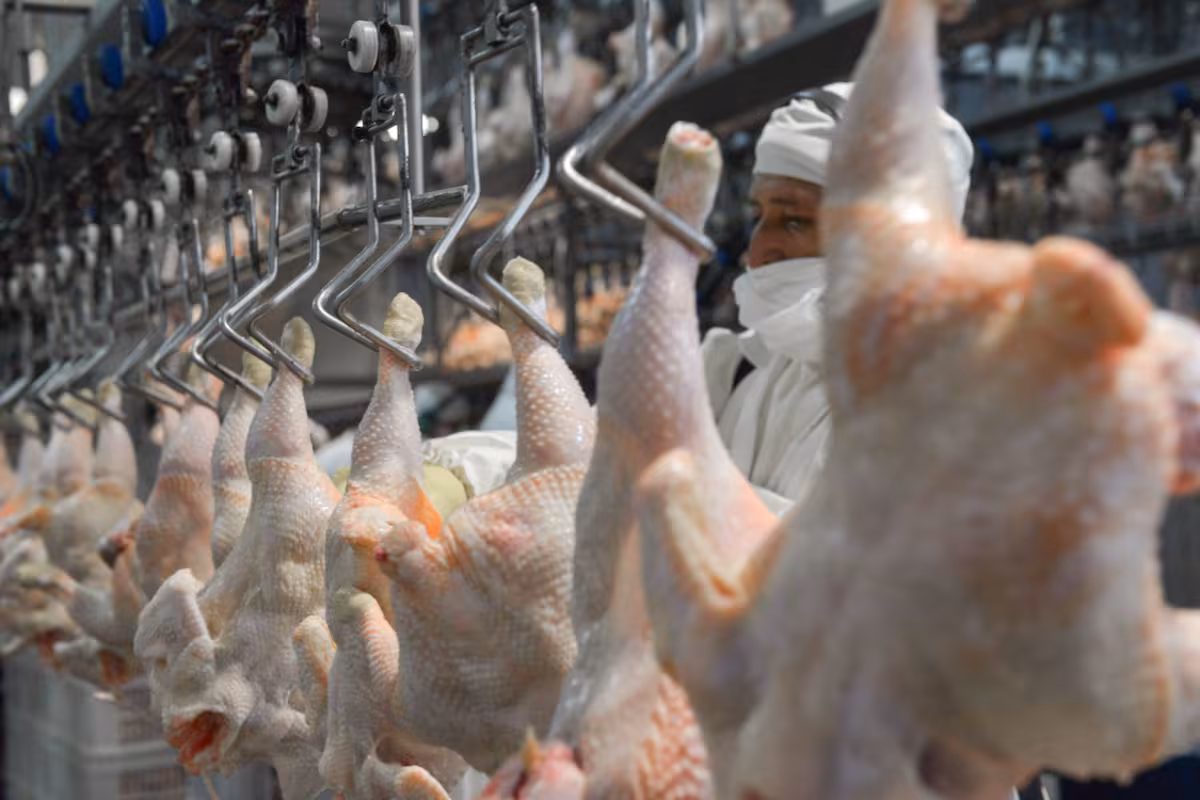 La Unión Europea reabrió su mercado para la carne aviar argentina tras reconocer al país como libre de gripe aviar