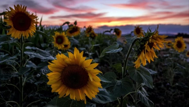 El girasol es la nueva estrella de 
la producción agrícola argentina
