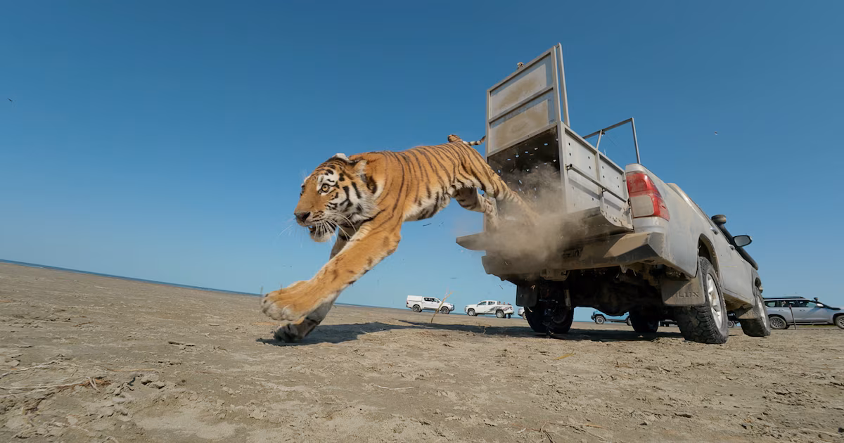 Así liberaron a Umit, la tigresa que tiene como misión restaurar una población felina extinta en AsiaLos tigres del mar Caspio solían poblar vastas zonas de Asia Central, pero se extinguieron en el siglo XX como consecuencia de la caza, la destrucción de su hábitat y la desaparición de sus presas